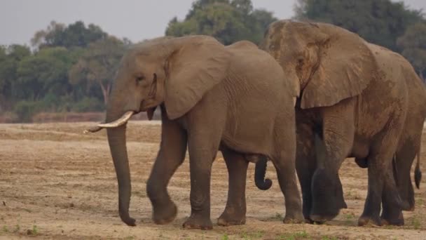Increíble Primer Plano Grupo Elefantes Africanos Salvajes Orilla Del Río — Vídeos de Stock