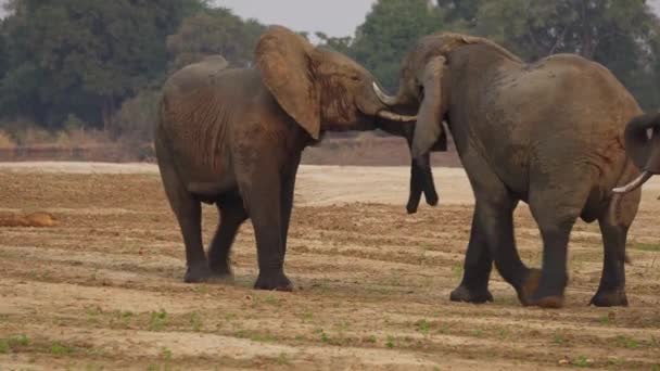 Neuvěřitelné Detailní Záběr Dva Obrovské Divoké Africké Slony Bojující Břehu — Stock video