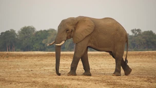 Incrível Close Grupo Elefantes Africanos Selvagens Margem Rio Pôr Sol — Vídeo de Stock