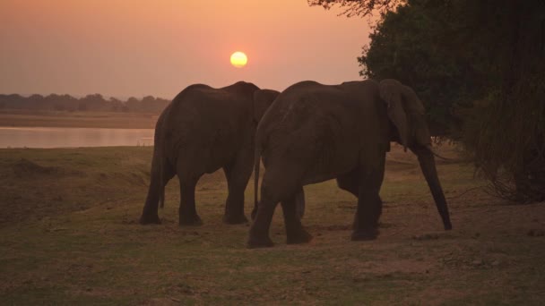 Неймовірний Гурток Диких Африканських Слонів Березі Річки Заході Сонця — стокове відео