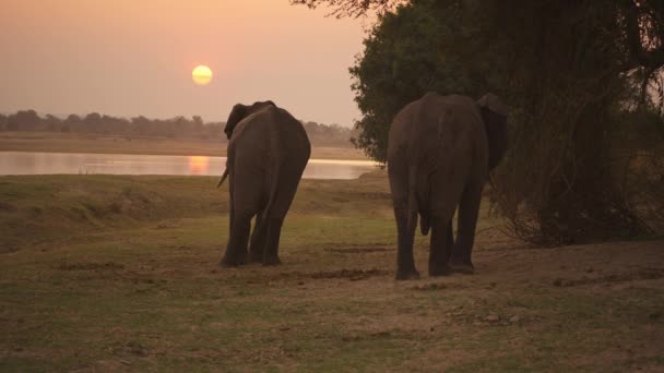 Unglaubliche Nahaufnahme Einer Gruppe Wilder Afrikanischer Elefanten Ufer Des Flusses — Stockvideo