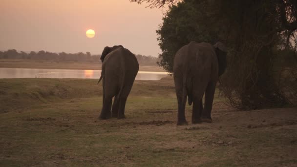 Gün Batımında Nehir Kıyısında Bir Grup Vahşi Afrika Filinin Inanılmaz — Stok video