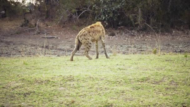 Geweldige Close Van Een Gevlekte Hyena Echte Afrikaanse Savanne — Stockvideo