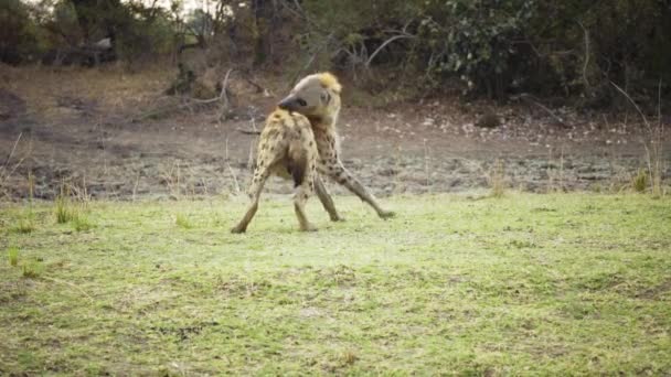 Erstaunliche Nahaufnahme Einer Gefleckten Hyäne Der Echten Afrikanischen Savanne — Stockvideo