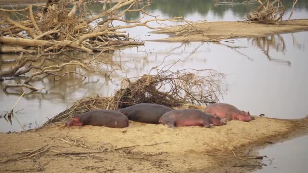 Fantastisk Närbild Stor Flock Afrikanska Flodhästar Flodstranden — Stockvideo