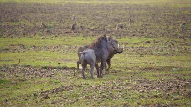 Erstaunliche Nahaufnahme Zweier Warzenschweine Die Der Afrikanischen Savanne Kämpfen — Stockvideo