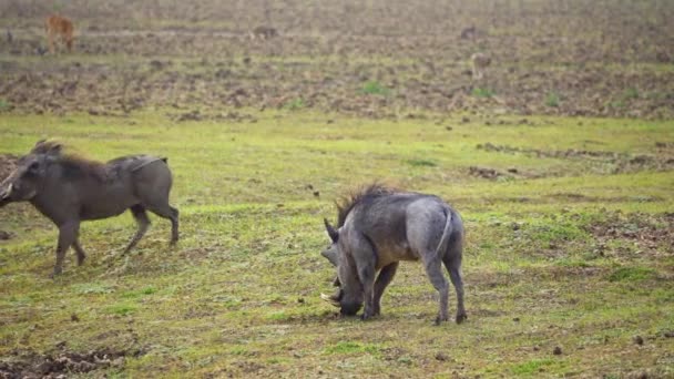 아프리카 사바나에서 싸우고 마리의 혹멧돼지의 놀라운 — 비디오