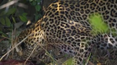 Gerçek Afrika savanasında leşle beslenen güzel vahşi bir leoparın inanılmaz yakın çekimi.
