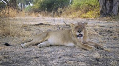 Gerçek Afrika bozkırında avlandıktan sonra dinlenen güzel bir dişi aslanın inanılmaz yakın çekimi..