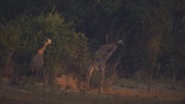 Gerçek Afrika savanasında bir grup güzel vahşi zürafanın inanılmaz yakın çekimi..