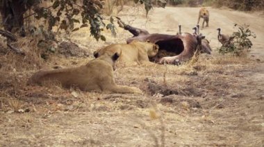 Bir grup dişi aslanın yeni öldürülmüş bir Afrika bufalosunu yemesi inanılmaz yakın plan. Gerçek Afrika savanasındaki en iyi vahşi av sahnelerinden biri..