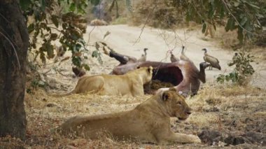 Bir grup dişi aslanın yeni öldürülmüş bir Afrika bufalosunu yemesi inanılmaz yakın plan. Gerçek Afrika savanasındaki en iyi vahşi av sahnelerinden biri..