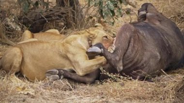 Bir grup dişi aslanın yeni öldürülmüş bir Afrika bufalosunu yemesi inanılmaz yakın plan. Gerçek Afrika savanasındaki en iyi vahşi av sahnelerinden biri..