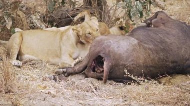 Bir grup dişi aslanın yeni öldürülmüş bir Afrika bufalosunu yemesi inanılmaz yakın plan. Gerçek Afrika savanasındaki en iyi vahşi av sahnelerinden biri..