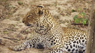 Gerçek Afrika bozkırında avlandıktan sonra dinlenen güzel vahşi bir leoparın inanılmaz yakın çekimi..