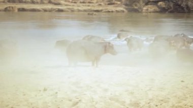Nehir kıyısında büyük bir Afrika su aygırı sürüsünün inanılmaz yakın çekimi.