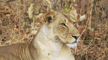 Gerçek Afrika bozkırında avlandıktan sonra dinlenen güzel bir dişi aslanın inanılmaz yakın çekimi..