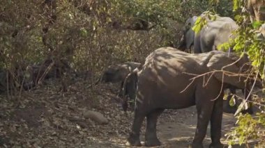 Gerçek Afrika bozkırında bir grup vahşi Afrika filinin inanılmaz yakın çekimi..