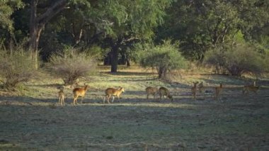 Gerçek Afrika bozkırlarında bir Impala sürüsünün inanılmaz yakın çekimi.