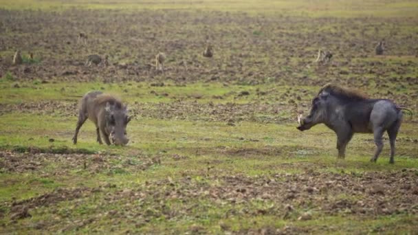 Niesamowite Zbliżenie Dwóch Warthogów Walczących Afrykańskiej Sawannie — Wideo stockowe