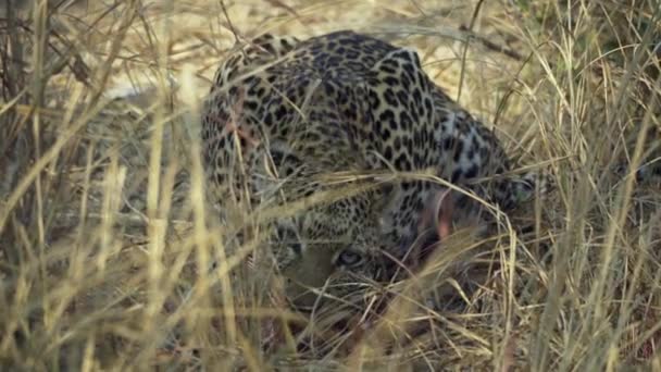 아프리카 사바나에 시체에서 먹이를 아름다운 표범의 사진은 — 비디오