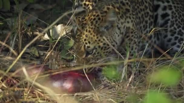 Otroligt Närbild Vacker Vild Leopard Som Livnär Sig Ett Kadaver — Stockvideo