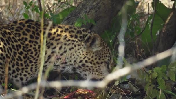 Increíble Primer Plano Hermoso Leopardo Salvaje Alimentándose Cadáver Verdadera Sabana — Vídeo de stock