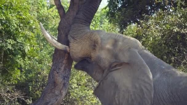 在真正的非洲大草原上 一头巨大的雄性野生非洲象在一棵大树上翻滚时的令人难以置信的特写 — 图库视频影像