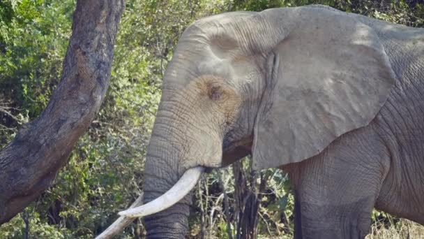 Incrível Close Enorme Elefante Selvagem Africano Comendo Verdadeira Savana Africana — Vídeo de Stock