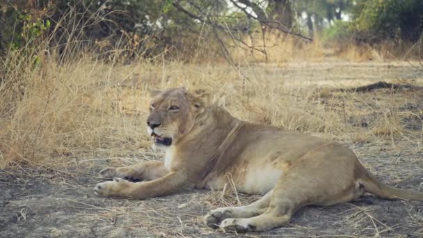 一只美丽的野生母狮在真正的非洲大草原上捕猎后休息的令人难以置信的特写 — 图库视频影像