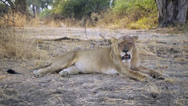 一只美丽的野生母狮在真正的非洲大草原上捕猎后休息的令人难以置信的特写 — 图库视频影像
