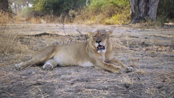 Incredible Close Beautiful Wild Lioness Resting Hunting Real African Savannah — Stock Video