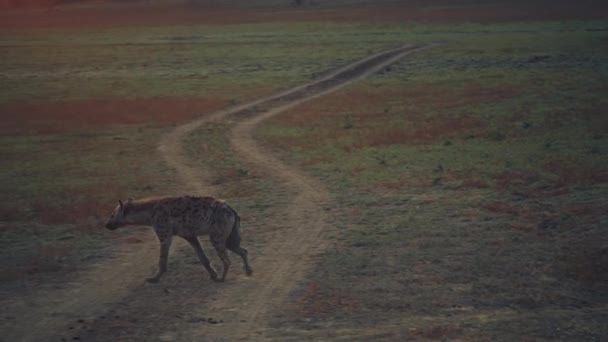 Incroyable Gros Plan Une Hyène Repérée Dans Vraie Savane Africaine — Video