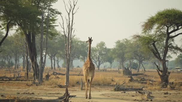 Неймовірний Зблизька Прекрасний Дикий Жираф Справжній Африканській Савані — стокове відео