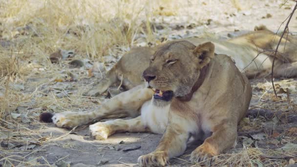 本物のアフリカのサバンナで狩りをした後の美しい野生の雌ライオンの信じられないほどのクローズアップ — ストック動画