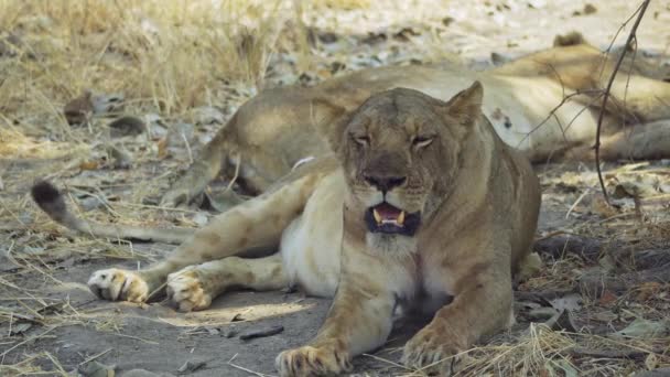 Unglaubliche Nahaufnahme Einer Schönen Wilden Löwin Die Nach Der Jagd — Stockvideo