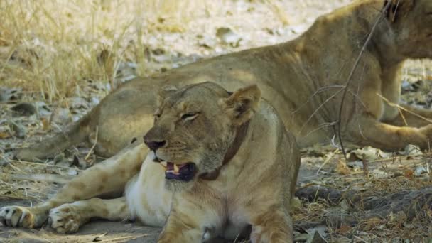 Niesamowite Zbliżenie Pięknej Dzikiej Lwicy Odpoczywającej Polowaniu Prawdziwej Afrykańskiej Sawannie — Wideo stockowe