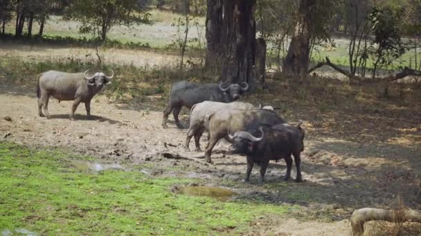 Incrível Close Uma Manada Búfalos Verdadeira Savana Africana — Vídeo de Stock