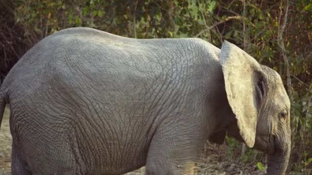 在真正的非洲大草原上 一只野生的非洲象宝宝令人难以置信的特写 — 图库视频影像