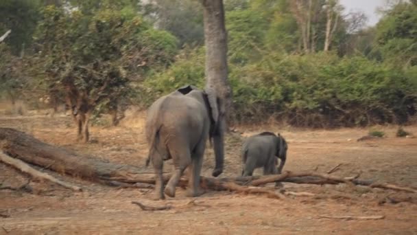 Неймовірна Група Диких Африканських Слонів Справжній Африканській Савані — стокове відео