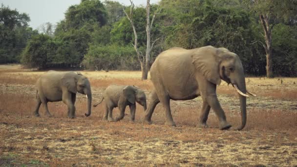 Otroligt Närbild Grupp Vilda Afrikanska Elefanter Den Verkliga Afrikanska Savannen — Stockvideo