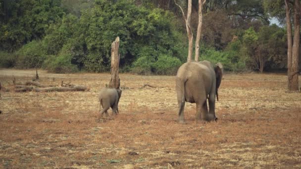 Incredible Close Group Wild African Elephants Real African Savannah — Stock Video