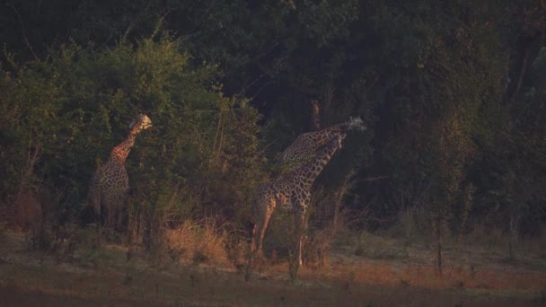 Niesamowite Zbliżenie Grupy Pięknych Dzikich Żyraf Prawdziwej Afrykańskiej Sawannie — Wideo stockowe