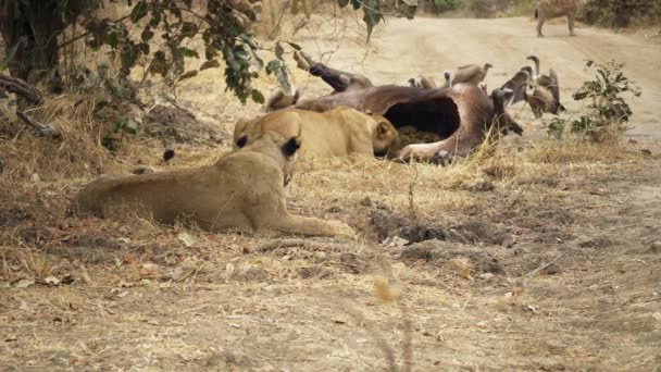 令人难以置信的特写一群狮子吃着刚被杀的非洲水牛真正的非洲草原上最好的野生狩猎场景之一 — 图库视频影像