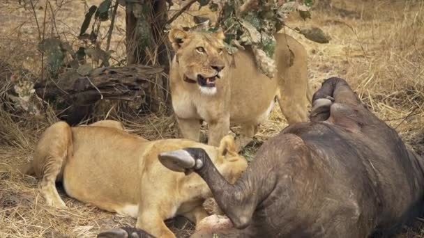 Niesamowite Zbliżenie Grupy Lwic Jedzących Świeżo Zabitego Afrykańskiego Bawoła Jedna — Wideo stockowe