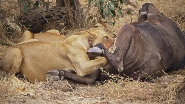 新しく殺されたアフリカの水牛を食べているライオンのグループの信じられないほどのクローズアップ アフリカのサバンナで最高の野生の狩猟シーンの1つ — ストック動画