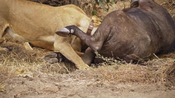 Incrível Close Grupo Leoas Comendo Búfalo Africano Recém Morto Uma — Vídeo de Stock