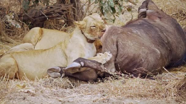Unglaubliche Nahaufnahme Einer Gruppe Von Löwinnen Die Einen Frisch Getöteten — Stockvideo