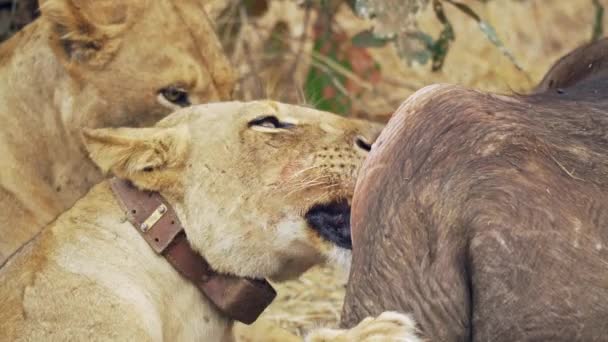 Luar Biasa Close Dari Sekelompok Singa Betina Makan Kerbau Afrika — Stok Video