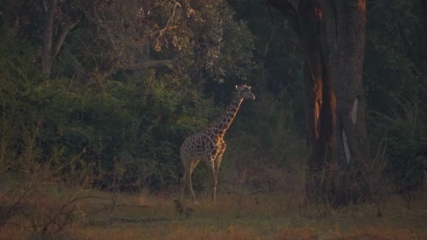 Otroligt Närbild Vacker Vild Giraff Den Verkliga Afrikanska Savannen — Stockvideo
